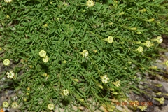 Silene saxifraga
