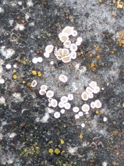 Myriolecis semipallida