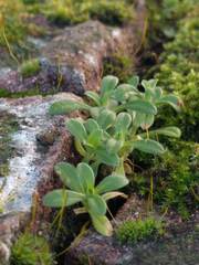 Cerastium semidecandrum