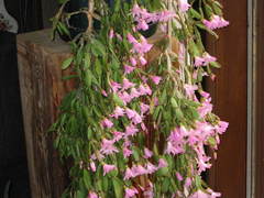 Rhipsalidopsis gaertneri