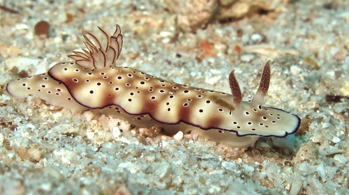 Tryon's Hypselodoris (Hypselodoris tryoni)