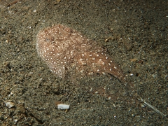 Uranoscopus sulphureus