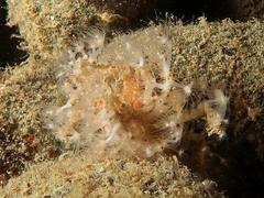 Achaeus spinosus