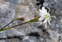 Silene saxifraga