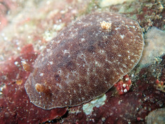 Discodoris branneri