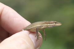 Takydromus stejnegeri