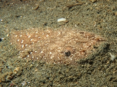 Uranoscopus sulphureus