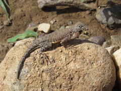 Cophosaurus texanus scitulus