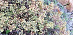 Paronychia jamesii