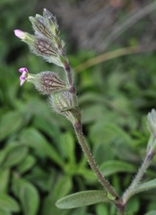 Silene sclerocarpa