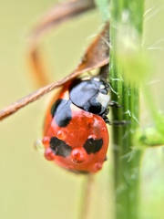Coccinella septempunctata