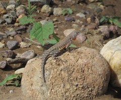 Cophosaurus texanus scitulus
