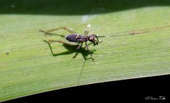 Phylloscyrtus amoenus