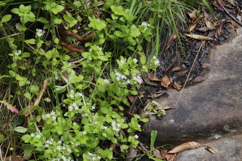 Crassula pellucida