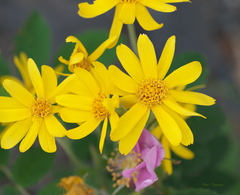Arnica longifolia