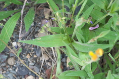 Arnica longifolia