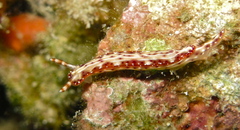 Hypselodoris