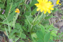 Arnica longifolia