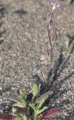 Silene sclerocarpa