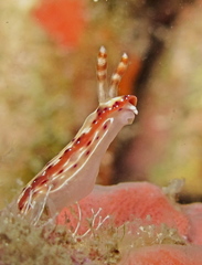 Hypselodoris