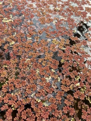 Azolla rubra