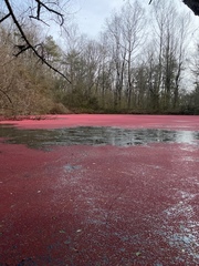 Azolla rubra