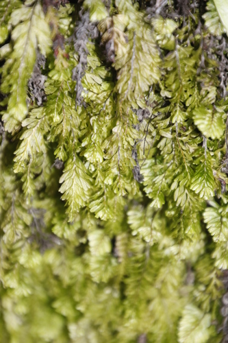 Image of Hymenophyllum capense by (c) Tony Rebelo, some rights reserved (CC BY-SA)