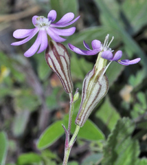 Silene secundiflora