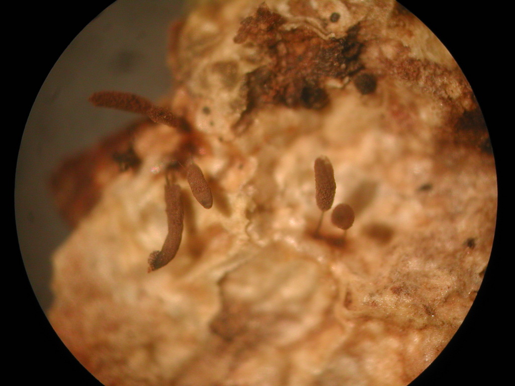Stemonitopsis gracilis