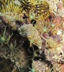 Dermatobranchus striatus