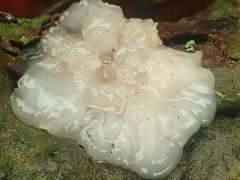 Exidia thuretiana