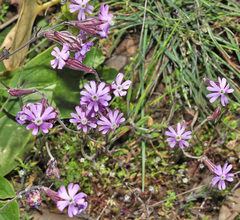 Silene secundiflora