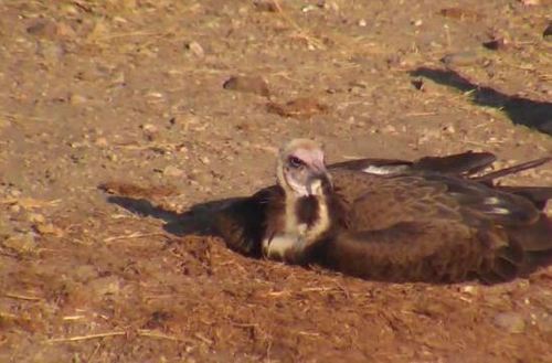 Necrosyrtes monachus