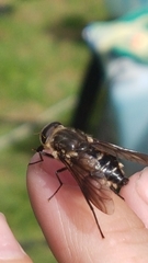 Scaptia adrel
