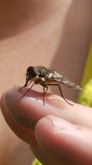 Scaptia adrel