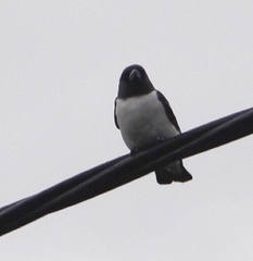 Artamus leucorynchus