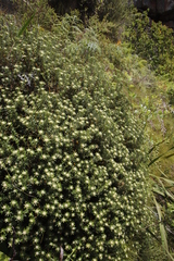 Phylica dioica