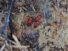 Zenodosus sanguineus