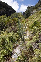 Xiphotheca fruticosa