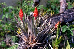 Tillandsia turneri