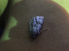 Turnerinycta phaeocosma