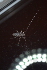 Acanthocinus obsoletus