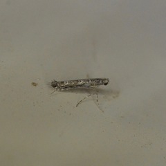Neurobathra strigifinitella