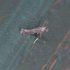 Parornix geminatella