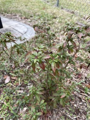 Scutellaria longifolia