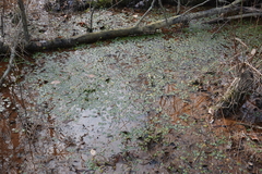 Hydrocotyle ranunculoides