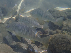 Umbrina coroides