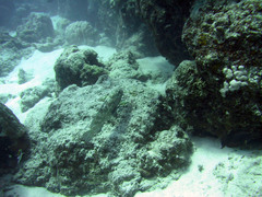 Epinephelus polyphekadion