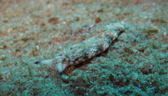 Plakobranchus papua