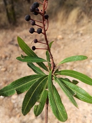 Comarostaphylis polifolia